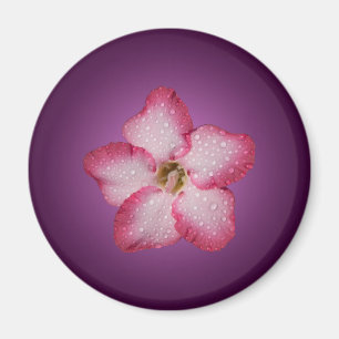 Íman Adenium Flor de Rosa Flora Gradiente Violeta