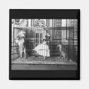 Íman Adgie e seus leões treinados1897