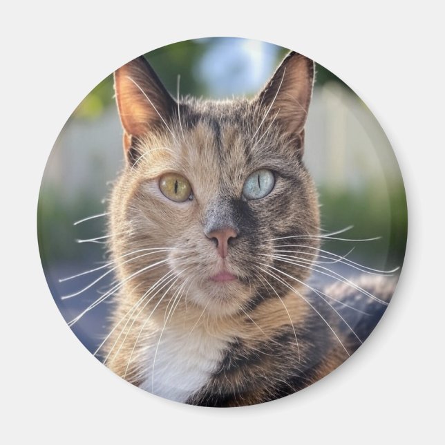 Íman Adicionar Personalização de Foto de Cat (Frente)
