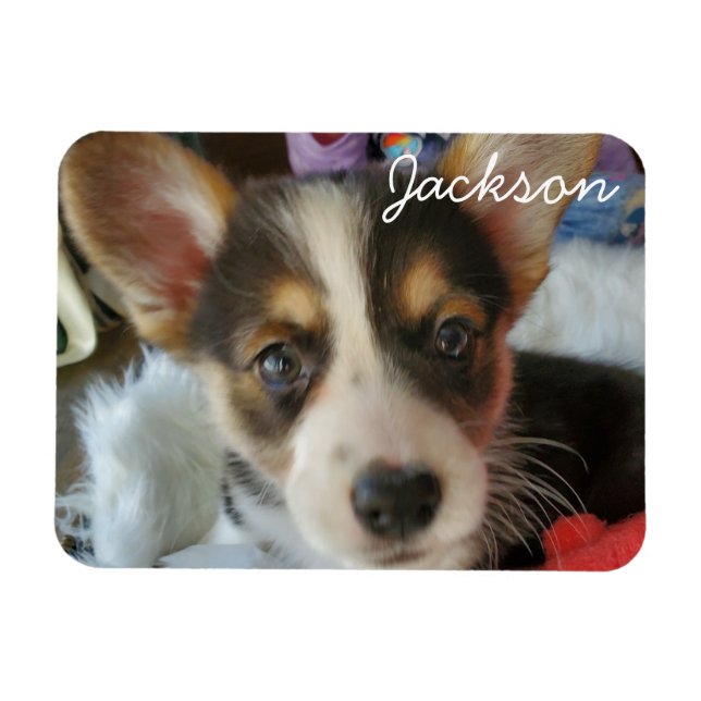 Íman Adicione a foto do seu Pet a isto (Horizontal)