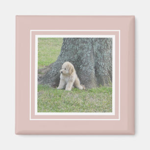 Íman Adicione sua foto ao rosa e branco moderno da casa