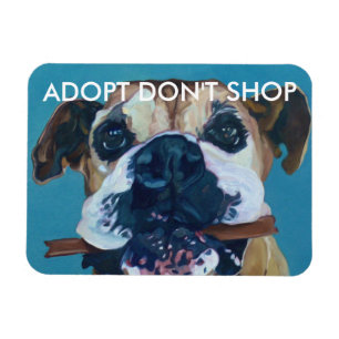 Íman ADOPT NÃO COMPRA o ímã do carro