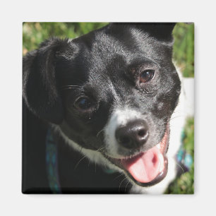 Íman Adorable Chorkie Puppy