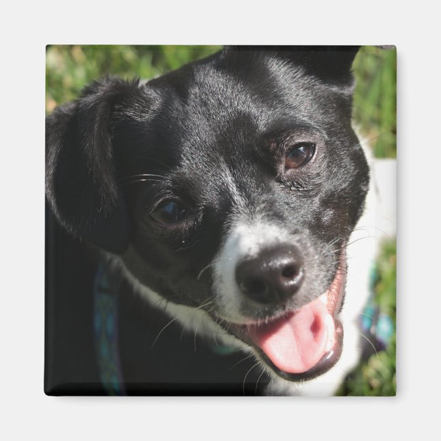 Íman Adorable Chorkie Puppy (Frente)