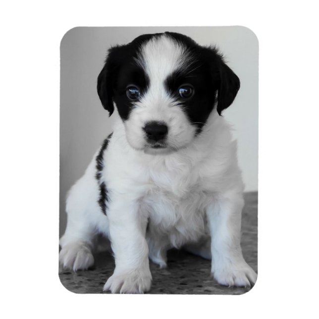 Íman Adorável Cachorrinho Preto e Branco (Vertical)