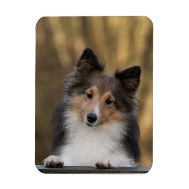 Íman Adorável Sheltie, Shetland Sheepdog Pup (Vertical)