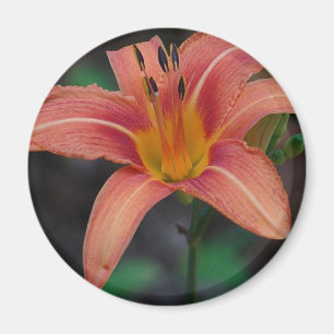 Íman Adorável Tawny Daylily Roupa e presentes