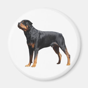 Íman Adoro o cachorro do Rottweiler