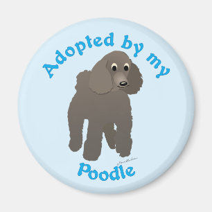 Íman Adotado pelo meu Poodle