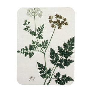 Íman Aethusa Cynapium de "Phytographie Medicale" por J