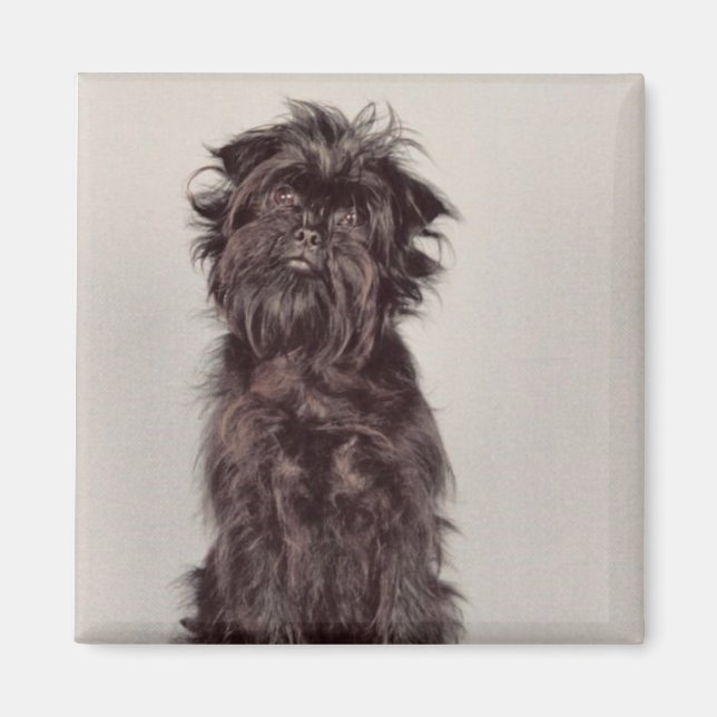 Íman Affenpinscher Magnet (Frente)