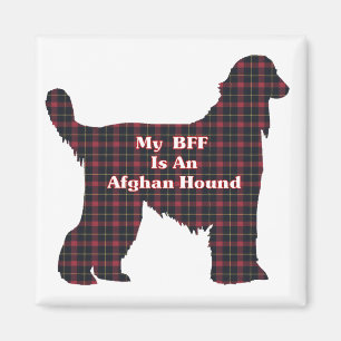 ÍMAN AFGHAN HOUND BFF