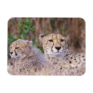 Íman África, África do Sul, Reserva Tswalu. Guepardos
