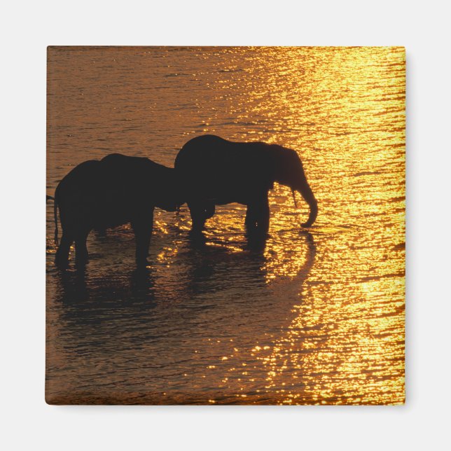 Íman África, Botsuana, Delta do Okavango. africano (Frente)