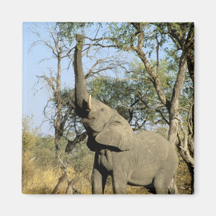 Íman África, Botsuana, Delta do Okavango. Africano 2