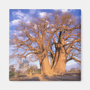Íman África, Botsuana, Delta do Okavango. Baobá