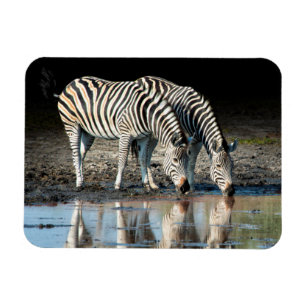 Íman África, Botsuana, Delta do Okavango, Davison Camp