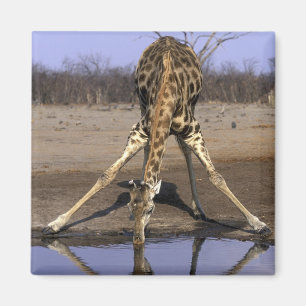 Íman África, Botsuana, Parque Nacional Chobe, Girafa