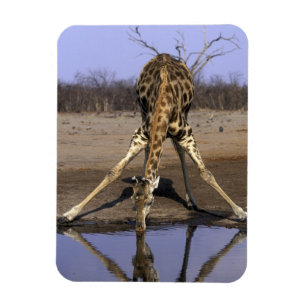 Íman África, Botsuana, Parque Nacional Chobe, Girafa