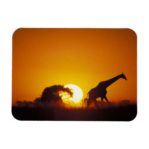 Íman África, Botsuana, Parque Nacional Chobe, Girafa 2