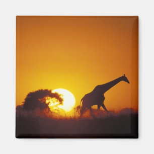 Íman África, Botsuana, Parque Nacional Chobe, Girafa 2