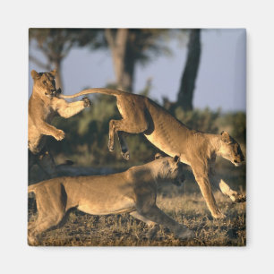 Íman África, Botsuana, Parque Nacional Chobe, Leões