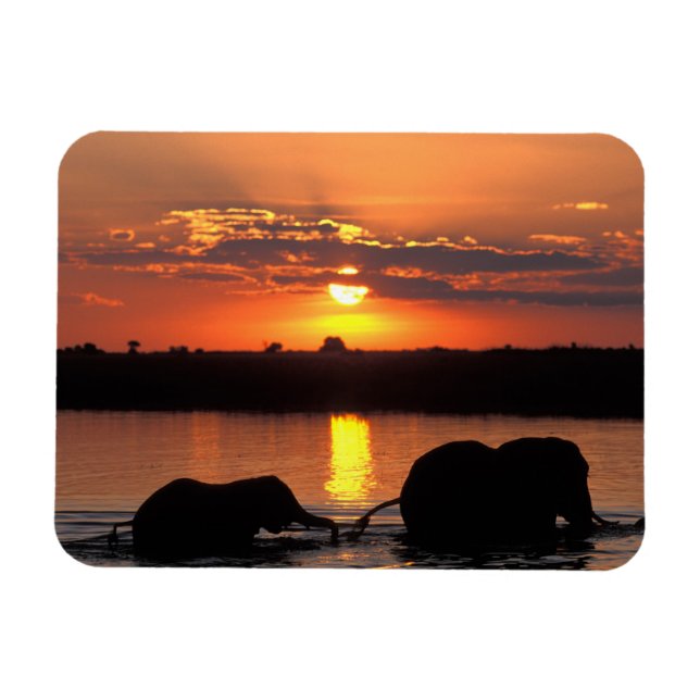 Íman África, Botsuana, Parque Nacional Chobe, Manada (Horizontal)