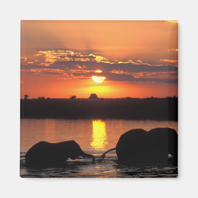 Íman África, Botsuana, Parque Nacional Chobe, Manada (Frente)