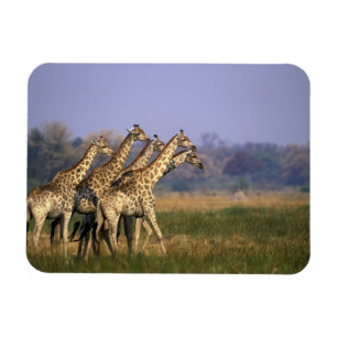 Íman África, Botsuana, Reserva de Caça Moremi