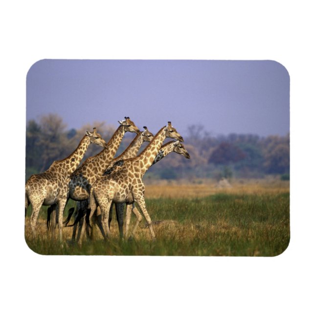 Íman África, Botsuana, Reserva de Caça Moremi (Horizontal)