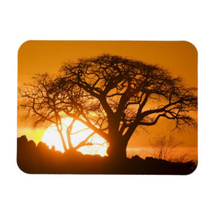 Íman África, Botsuana, Sol poente silhueta Baobab