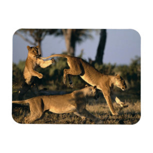 Íman África, Botswana, Chobe National Park, Lionesses