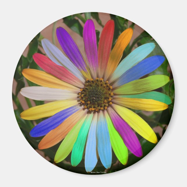 Íman África Daisy Colorful-Magnet (Frente)