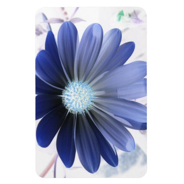 Íman África Daisy Gloss Blue Premium Magnet (Vertical)