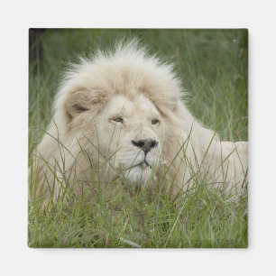 Íman África do Sul, Londres do leste, Inkwenkwezi