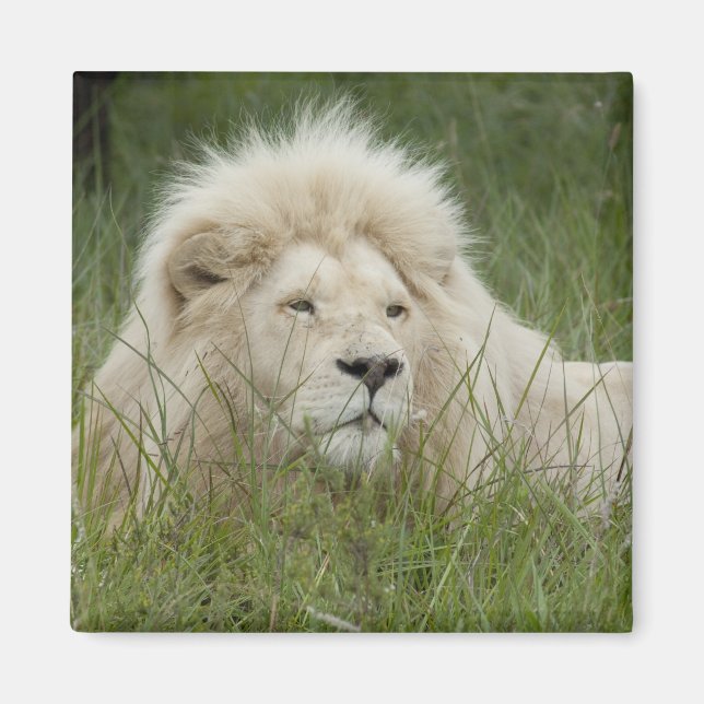 Íman África do Sul, Londres Oriental, Privada Inkwenkwe (Frente)