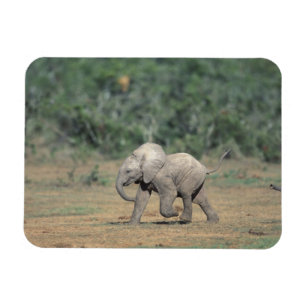 Íman África do Sul, Parque Nacional Addo Elephant. Bebê