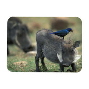 Íman África do Sul, Pilanesburg GR, Warthog