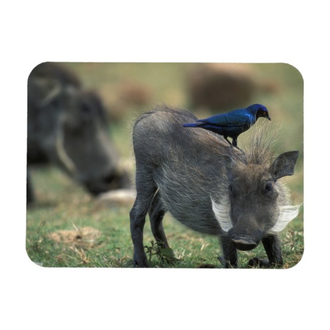 Íman África do Sul, Pilanesburg GR, Warthog (Horizontal)