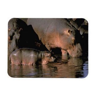 Íman África, Kenya, Masai Mara. Hippopotamuses comuns