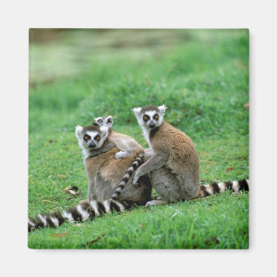 Íman África, Madagascar, Antananarivo, Tsimbazaza