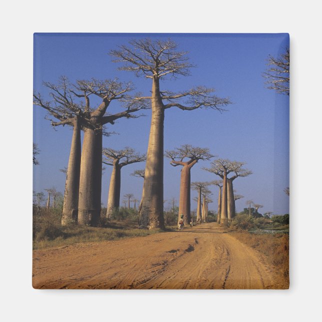 Íman África, Madagáscar, Morondava, Avenida Baobab. (Frente)