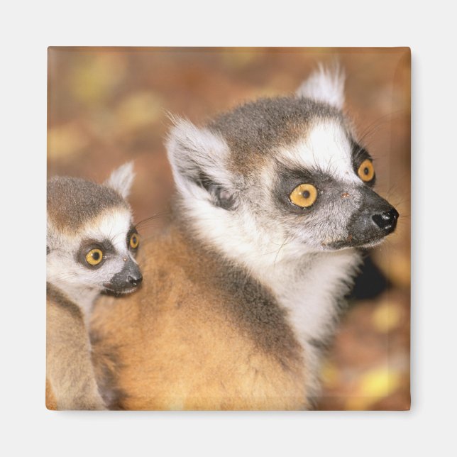Íman África, Madagascar, Reserva Privada Berenty. (Frente)