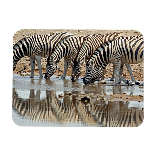 Íman África, Namíbia, Etosha NP. Zebra-de-burchell (Horizontal)