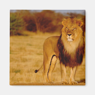 Íman África, Namíbia, Okonjima. Leão macho solitário