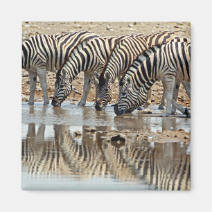 Íman África, Namíbia, Parque Nacional Etosha. Zebra-de-