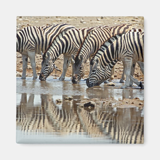 Íman África, Namíbia, Parque Nacional Etosha. Zebra-de- (Frente)