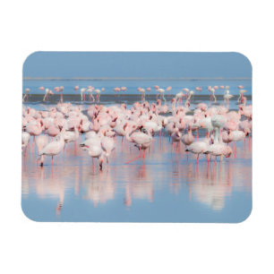 Íman África, Namíbia, Walvis Bay