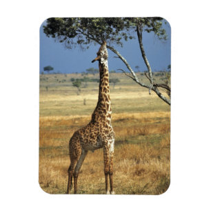 Íman África, Quênia, Amboseli NP. Um Girafa-comum, ou m