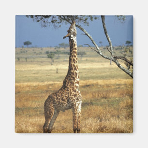 Íman África, Quênia, Amboseli NP. Uma girafa comum, ou 